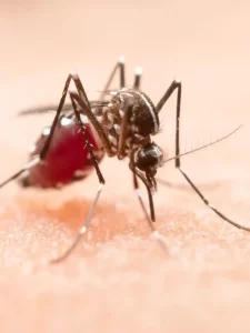 dengue estado de emergência em são paulo