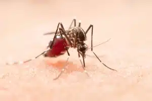 dengue estado de emergência em são paulo