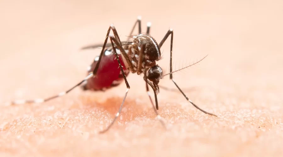 São Paulo decreta estado de emergência devido à dengue